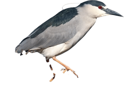 Black-crowned night heron