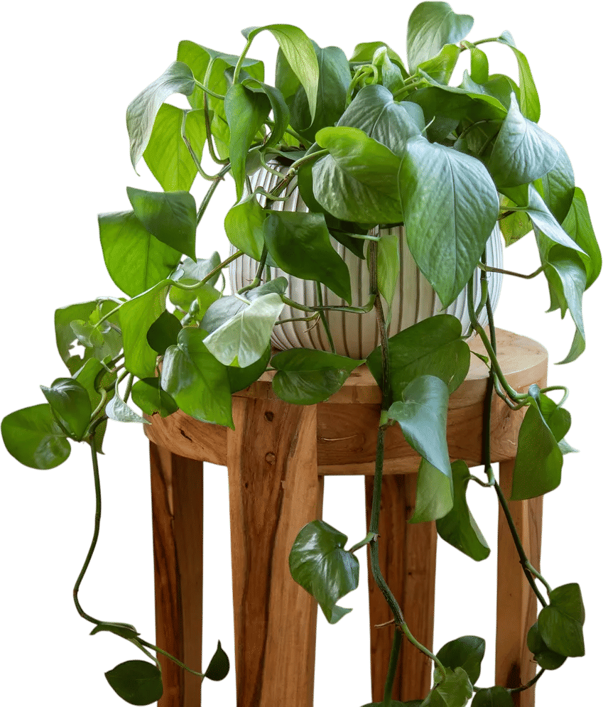 Pothos