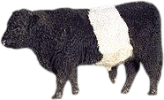 belted galloway