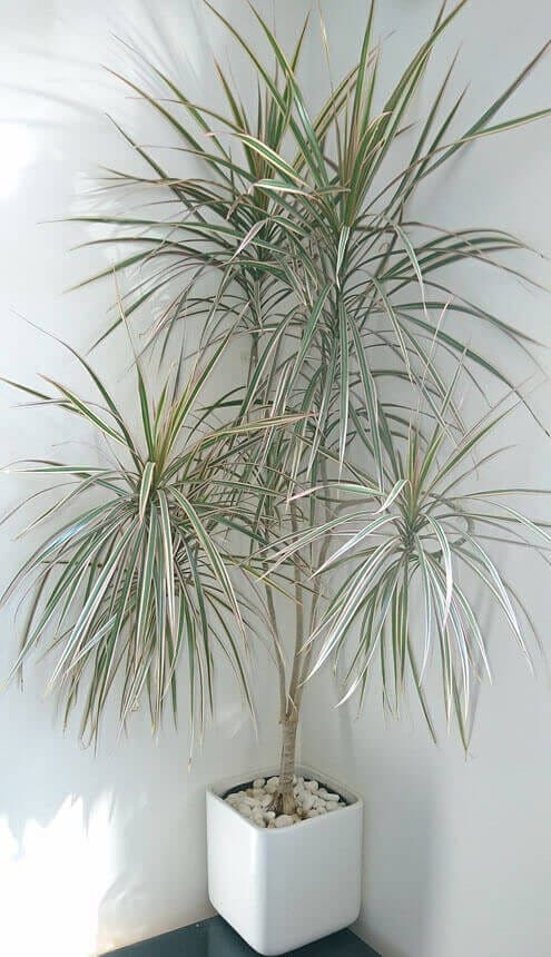 Dracaena Marginata