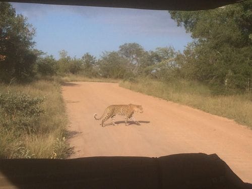 Going on a safari