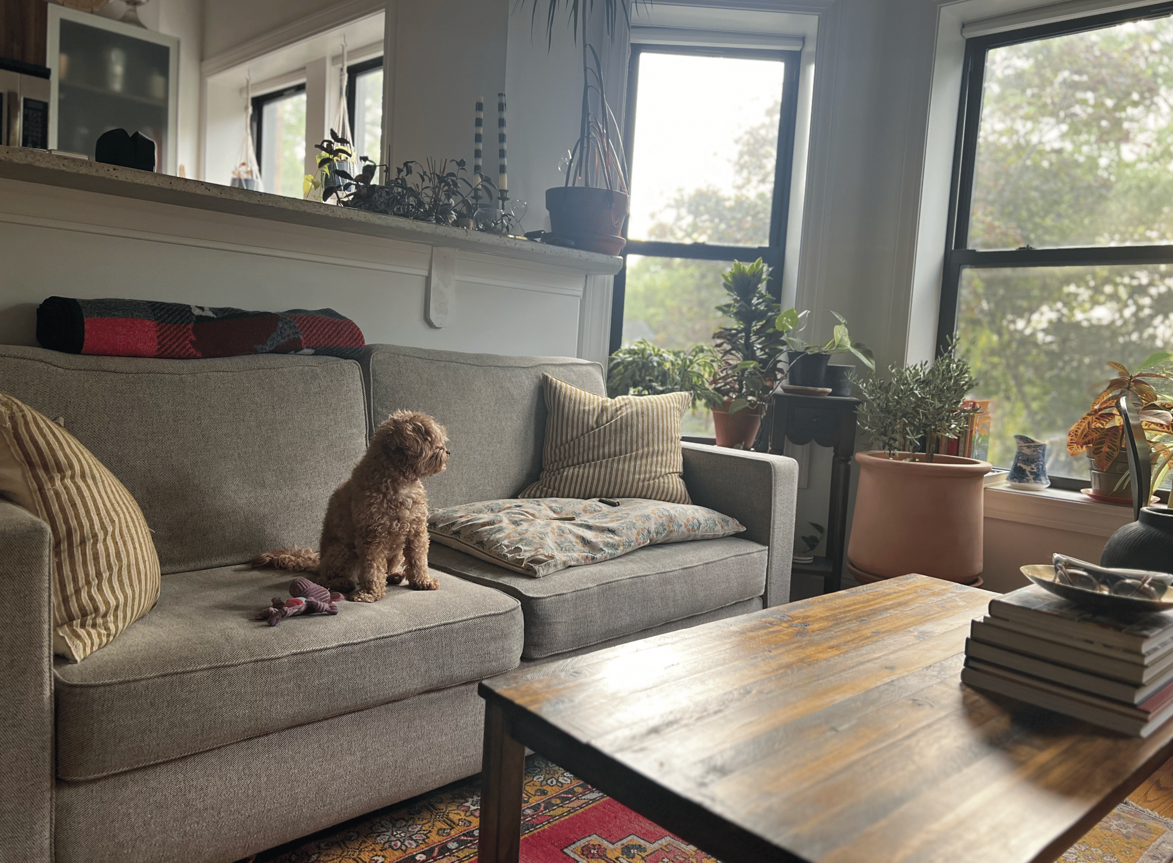 dogsitting neighbor's weird little guy