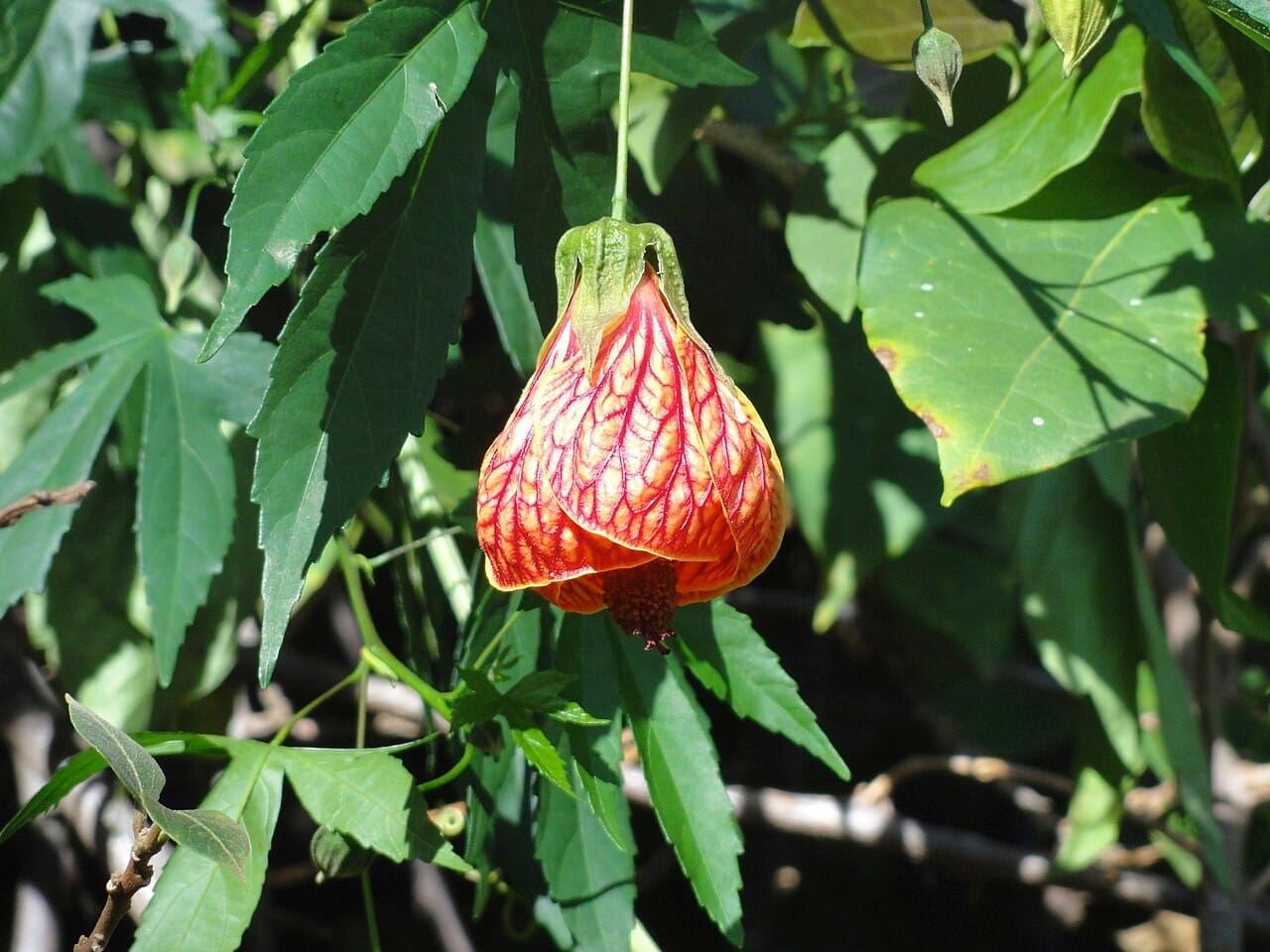 red vein abutilon