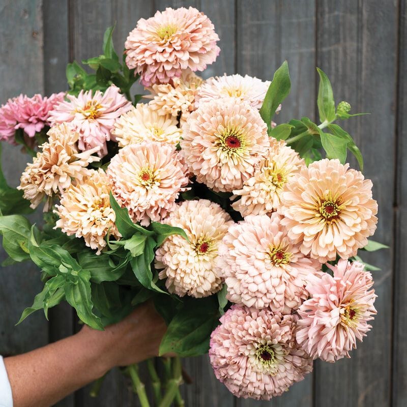 Zinnia seeds