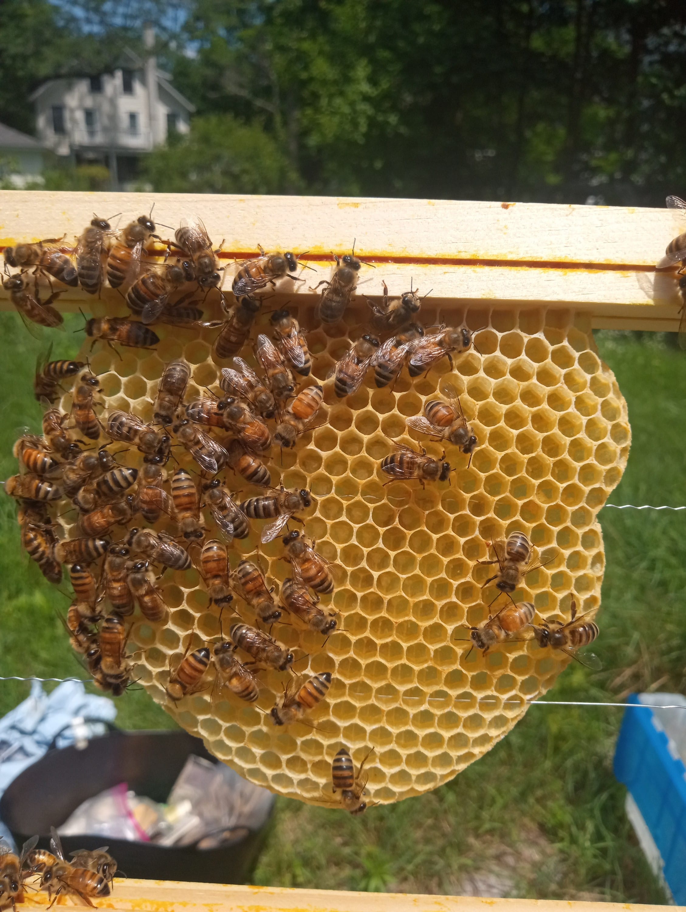 announcing my intentions towards the bees