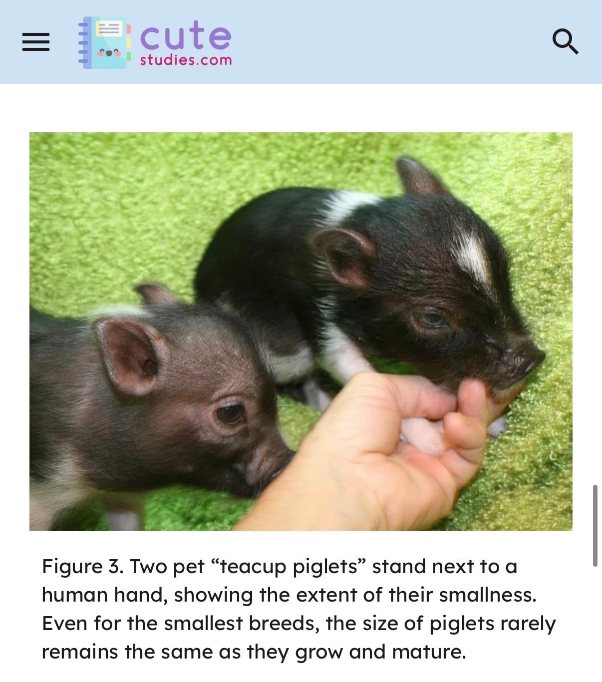 cutestudies.com