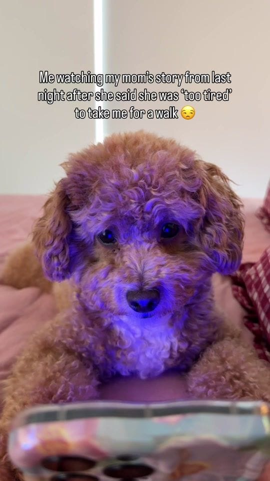 milo.pooodle