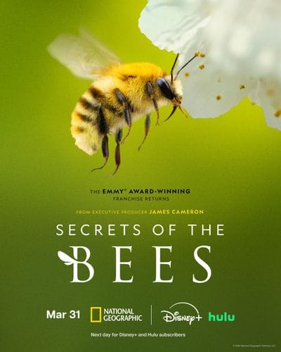 Secrets of the Bees