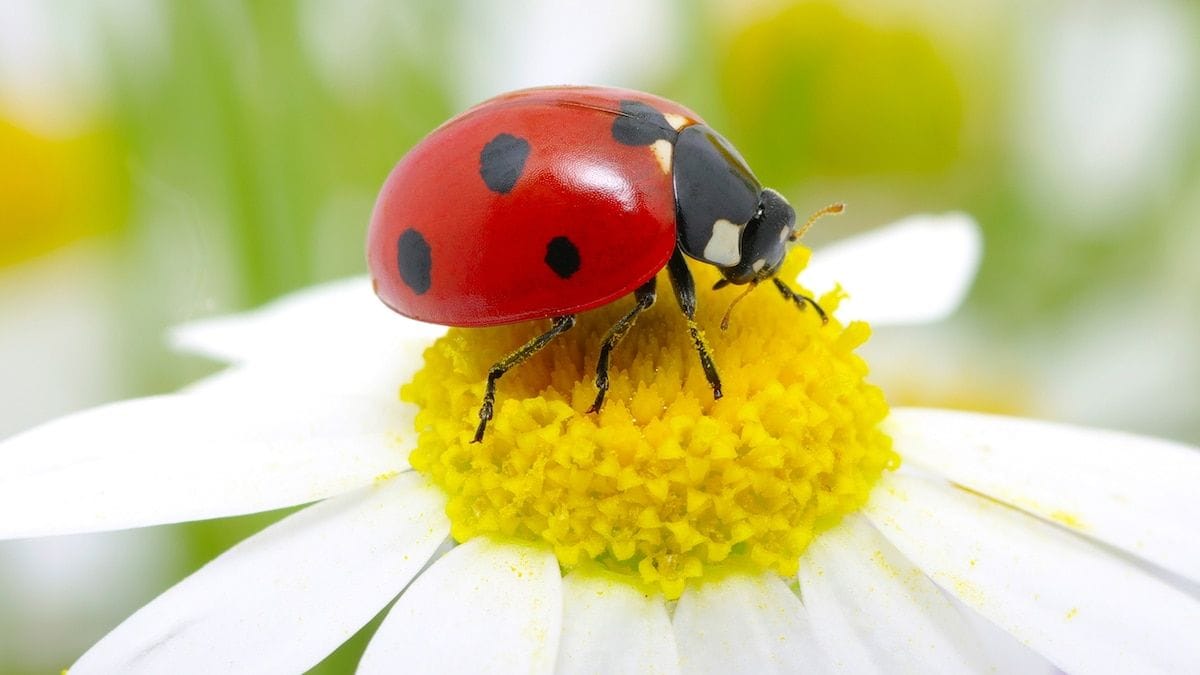 ladybugs