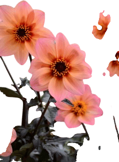 Mystic Fantasy Dahlia