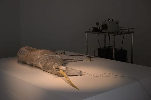 Mami Hirano - Revived a Unicorn (2014)