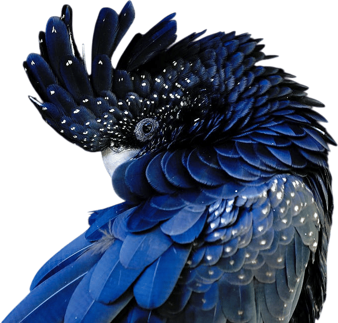 Red-tailed Black Cockatoo