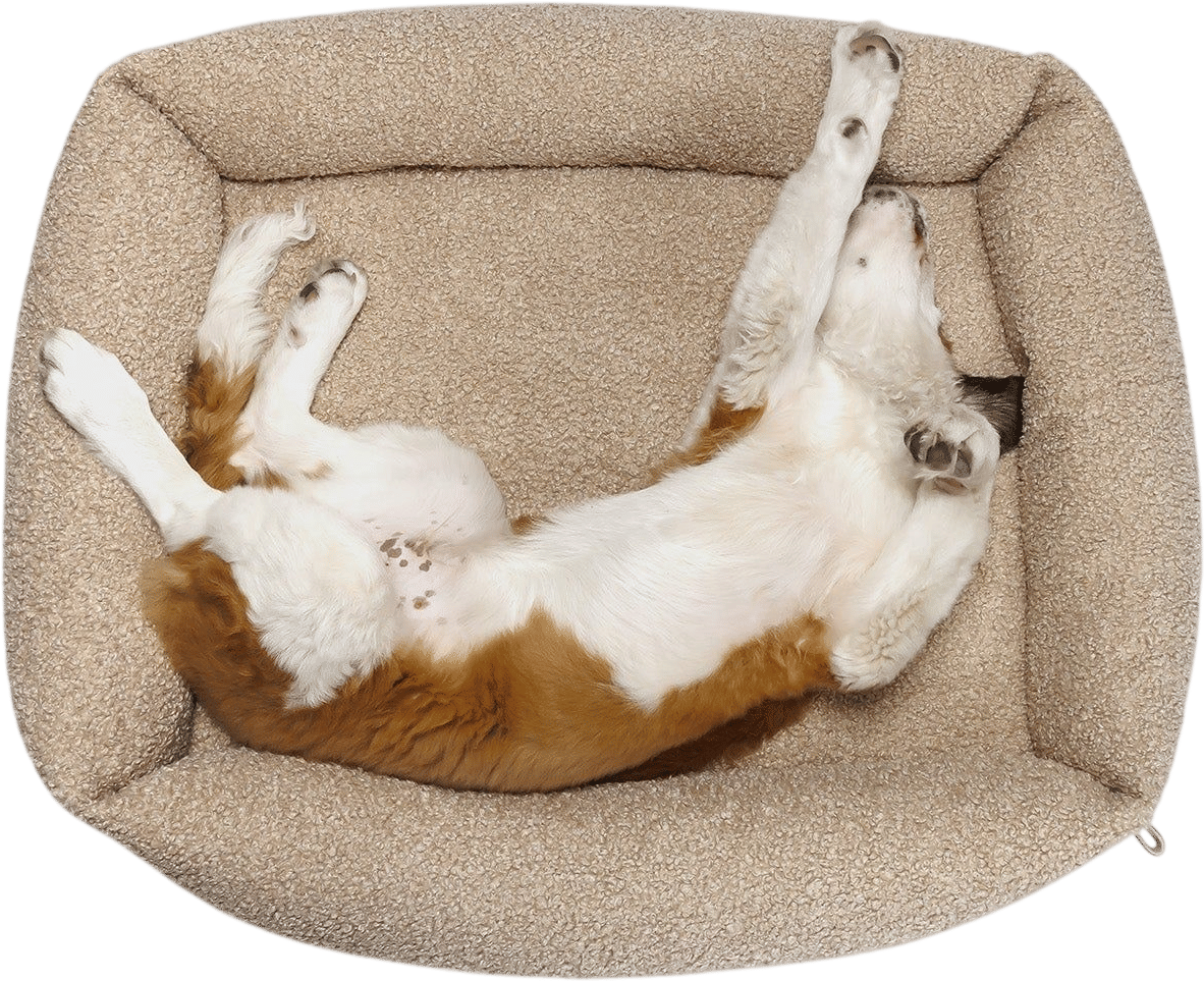 Sleepy Deluxe Dog Bed