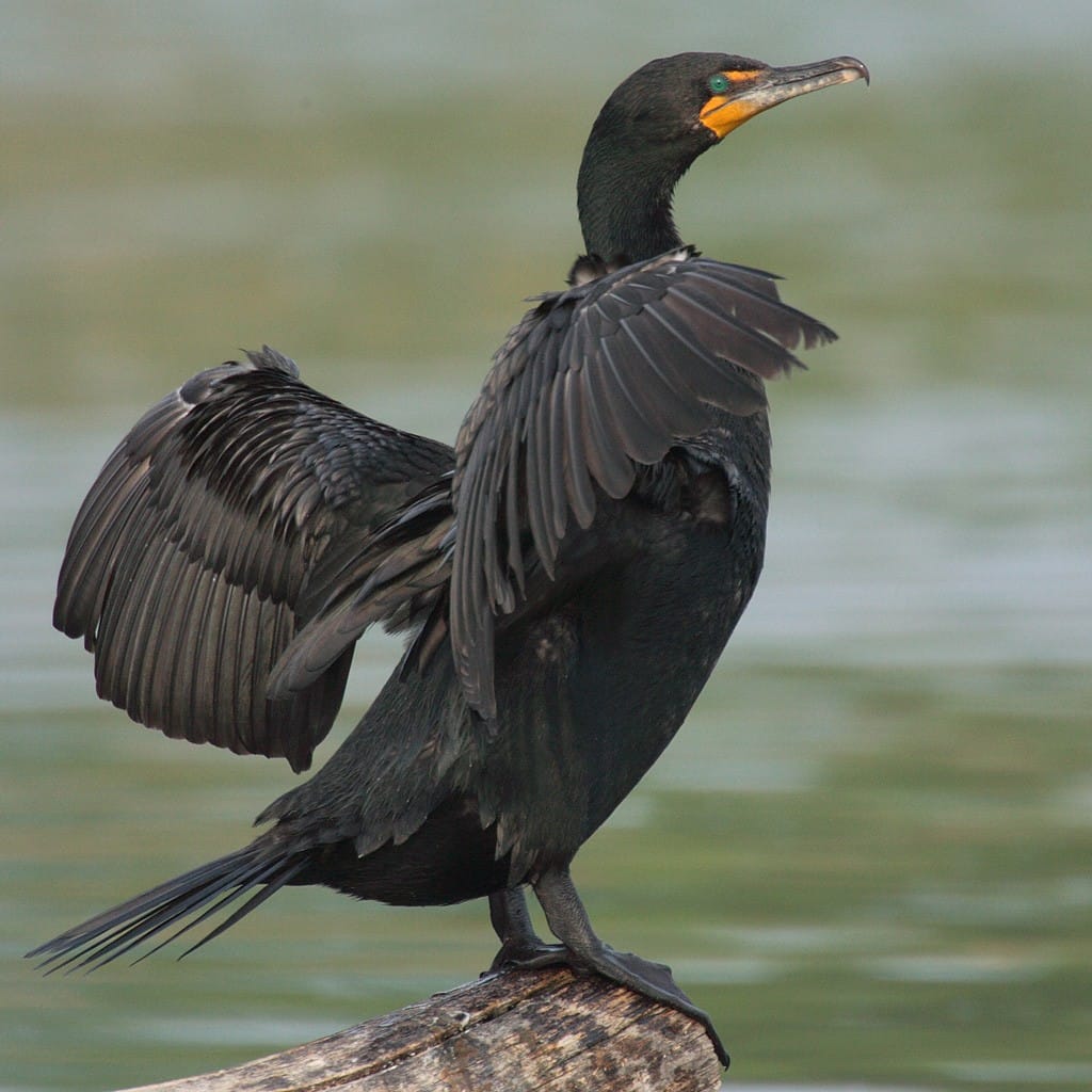double-crested cormorants
