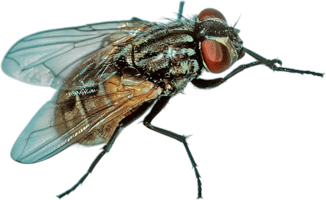 letting one (1) fly into your house for your cats to chase