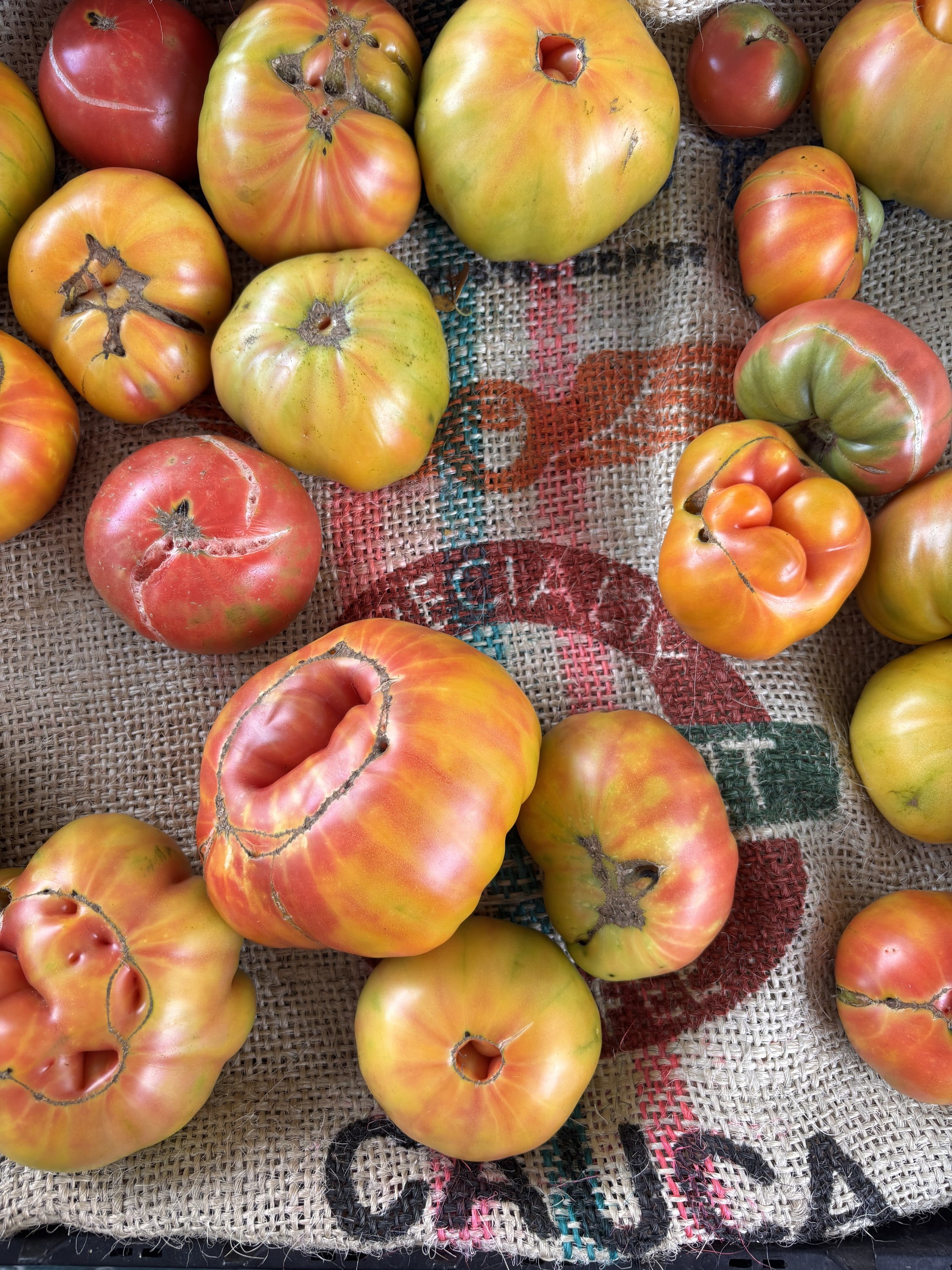 late summer tomatoes from our CSA