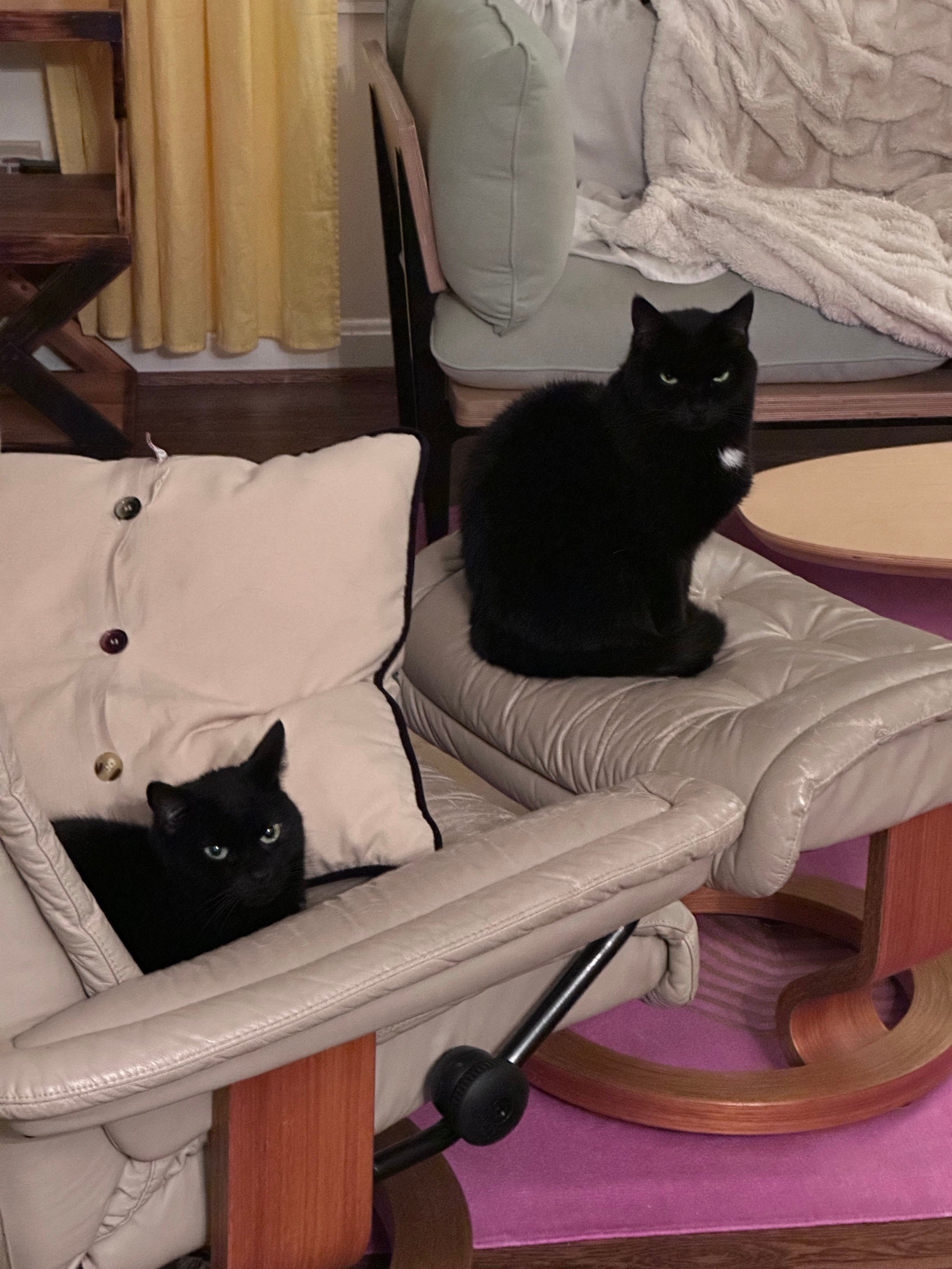 In-home pet euthanasia
