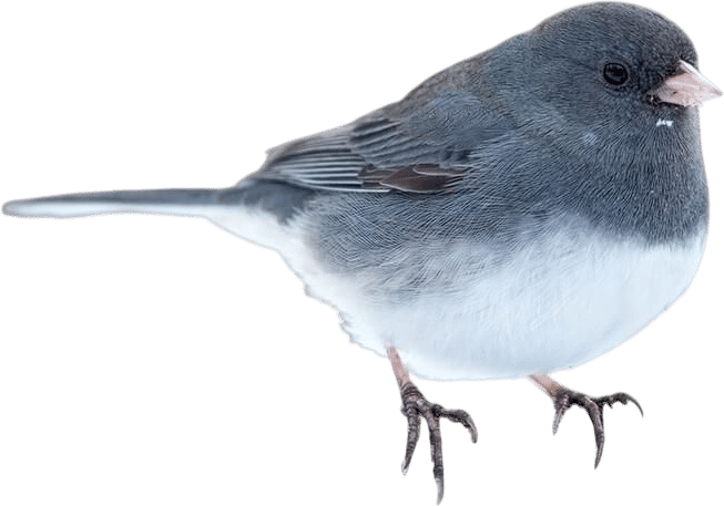 Dark-eyed Junco