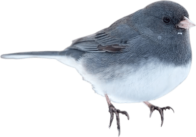 Dark-eyed Junco