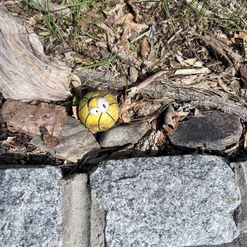 stopping to notice random objects