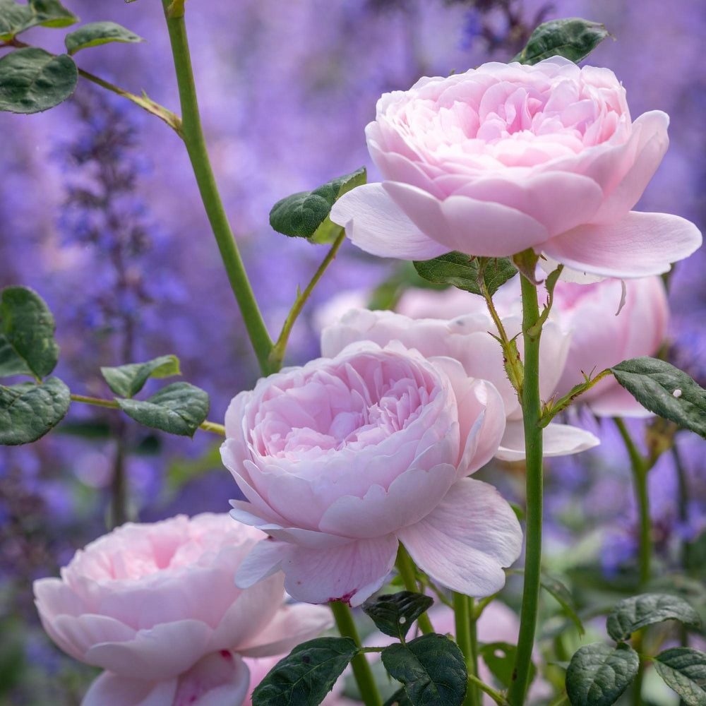a rose that looks like a peony