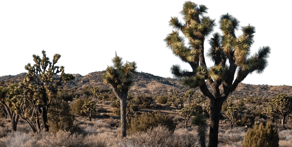 Joshua Tree National Park