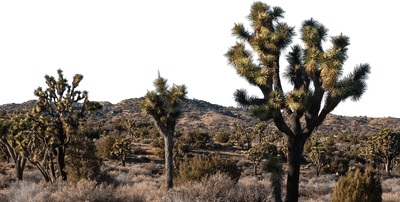 Joshua Tree National Park