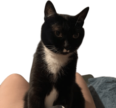 letting your cat lay on your belly and claw into your skin