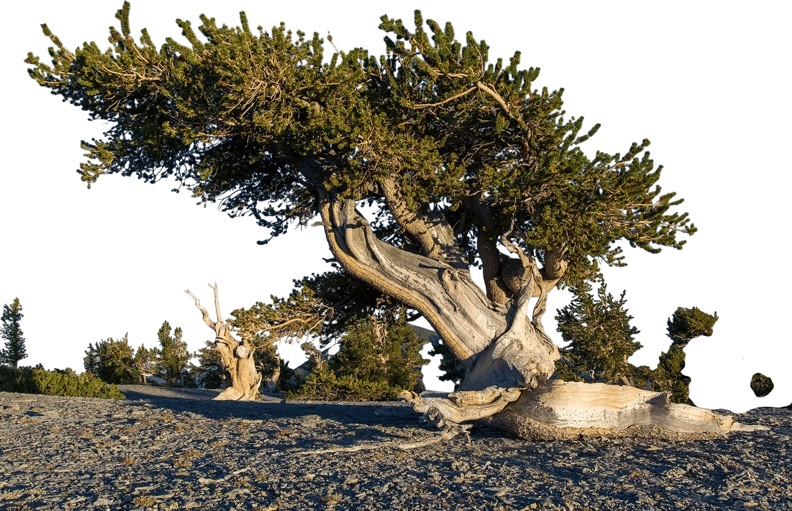 Great Basin National Park