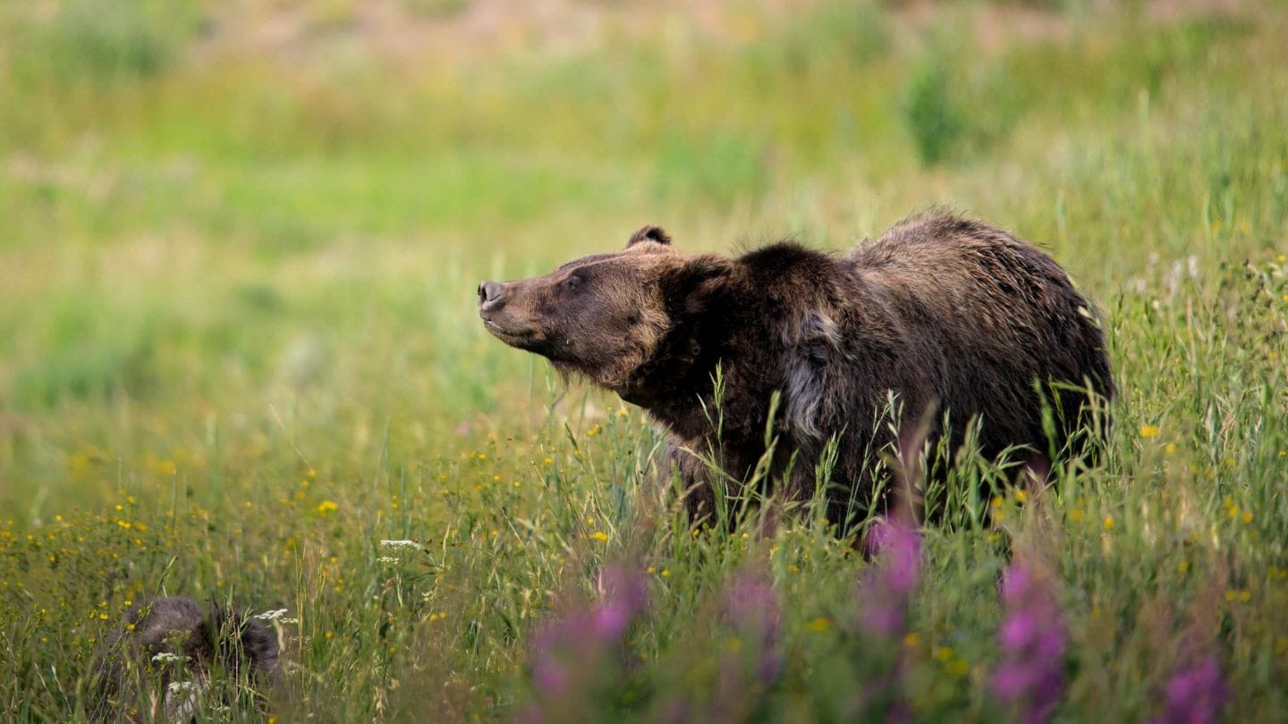 yellowstone wildlife safari