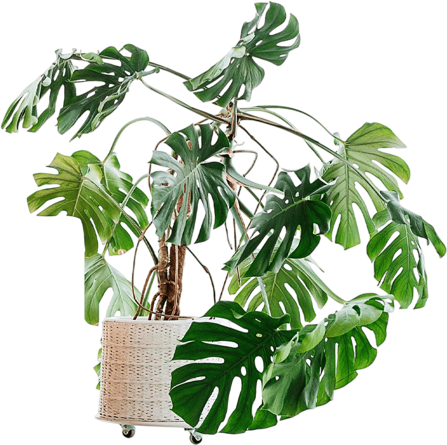 Monstera Deliciosa