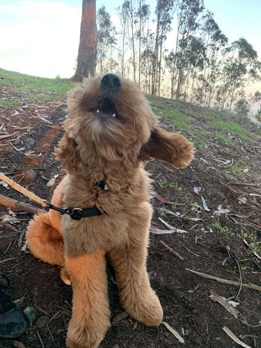 Linden No-Pull Dog Harness
