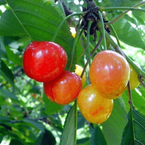 Literal cherry picking