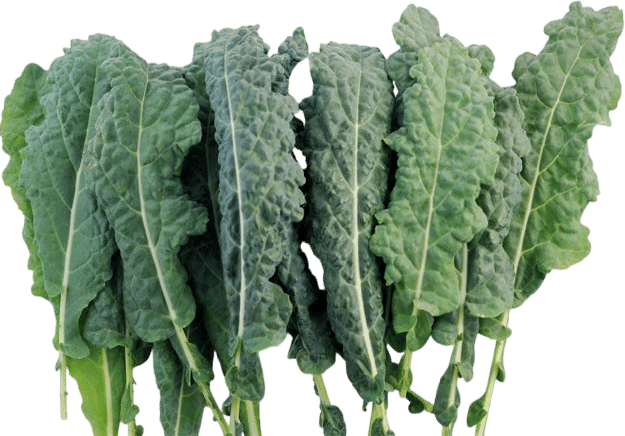 Dinosaur kale