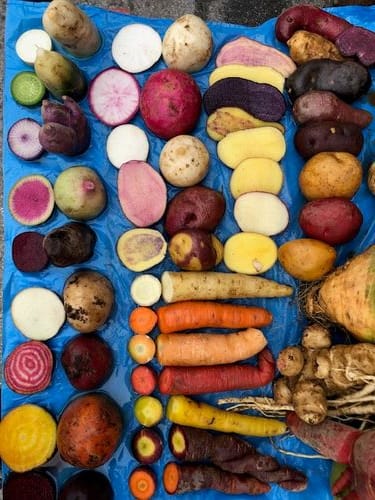 Norwich Meadows Farm 