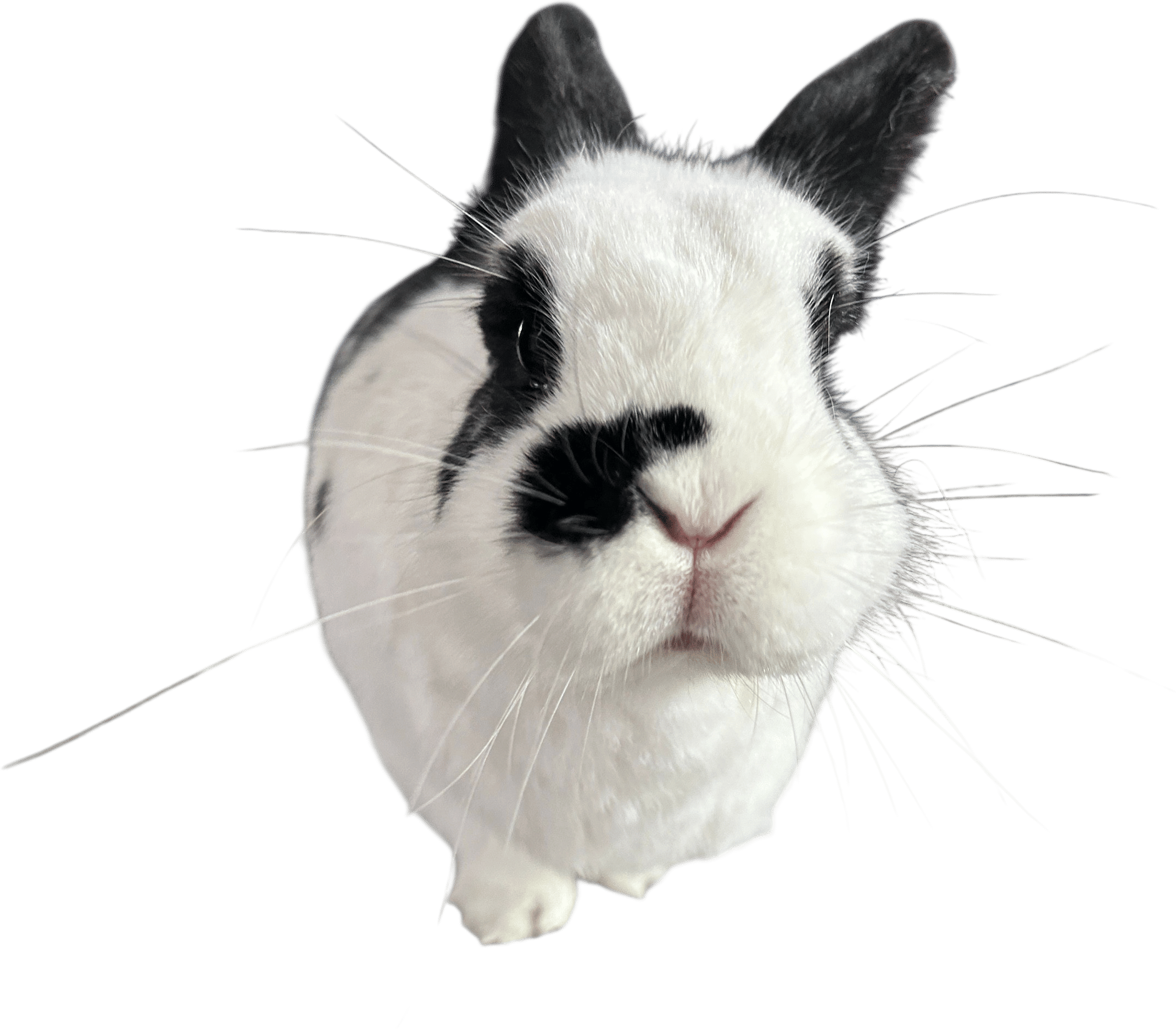Rabbit