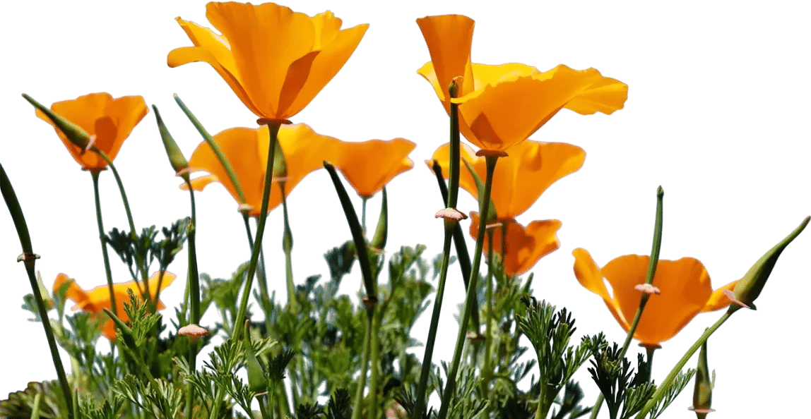 Theodore Payne Wildflower Hotline