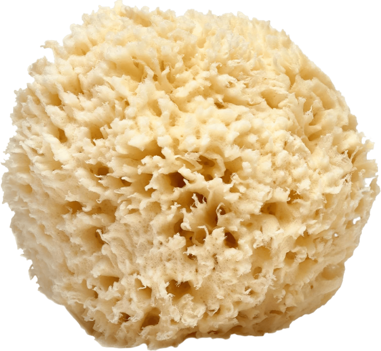 Natural sea loofa