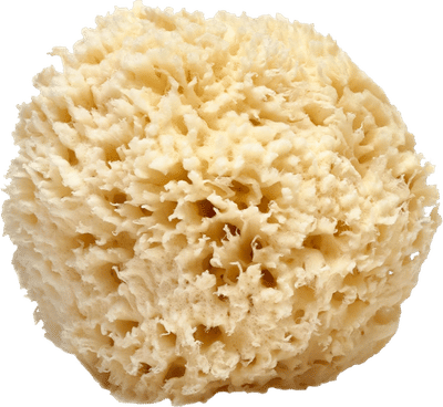 Natural Sea Loofah