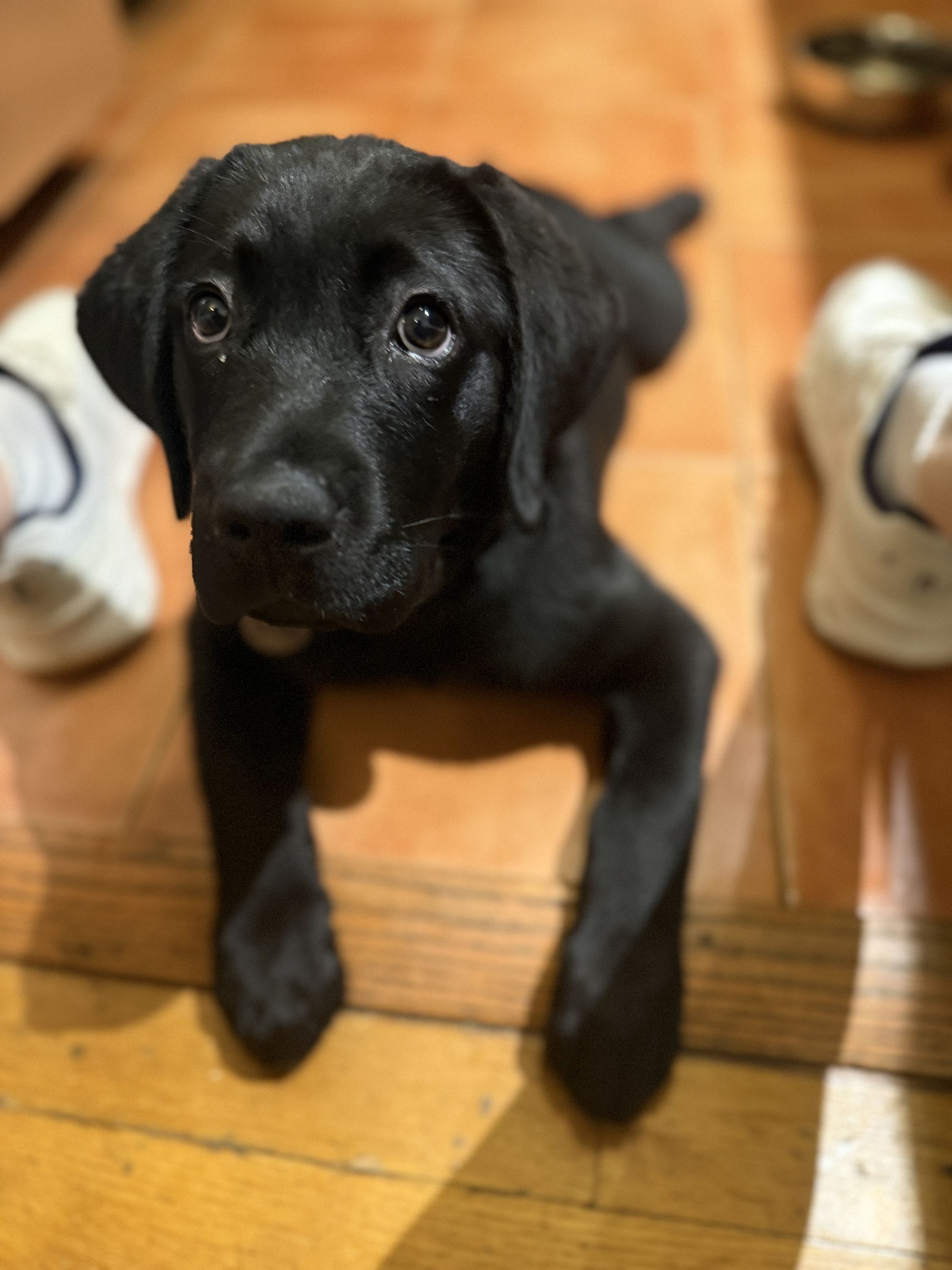 Making friends with neighborhood dogs