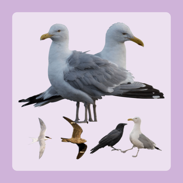 Cool birds to see in Portland Maine