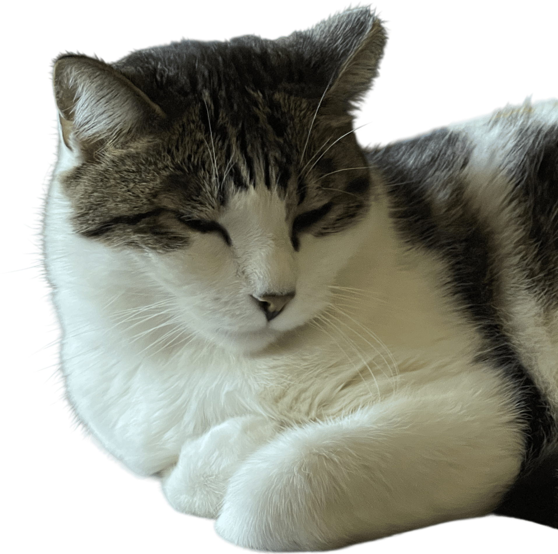 My cat