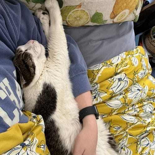 Adopting a cat from the shelter