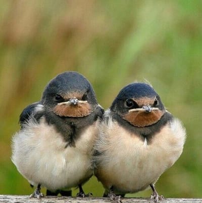 Feeding Two Birds with One Scone