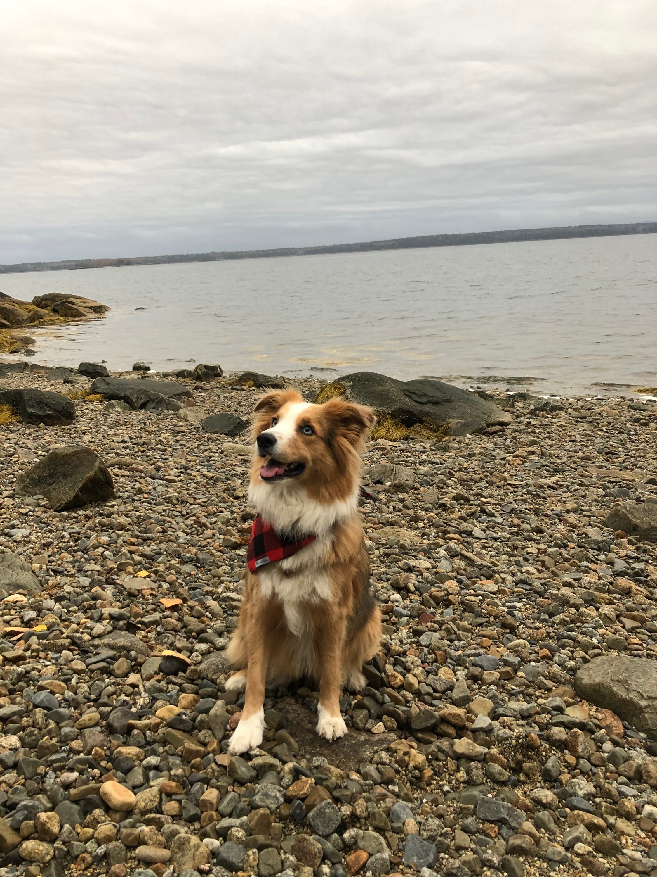 Beach Walks with Briscoe