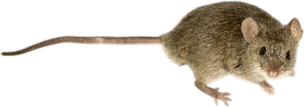 Don’t put worms in my mouse