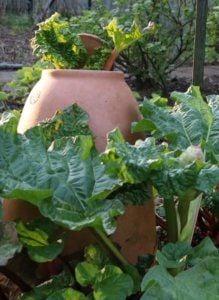 Growing your own rhubarb