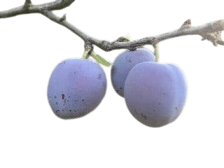 Italian Plum Tree