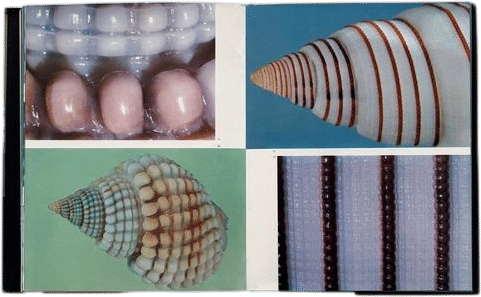 Shells in Color, 1972 photography book