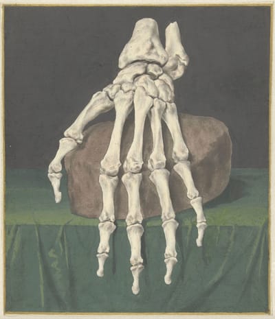 Skelet van een hand